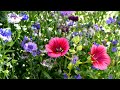 Beautiful garden ideas p1  gardeners world p1chelseaflowershow gardenersworld gardener viral