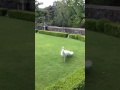 صباح الفل يا احلا فل 
