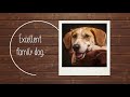 American Foxhound Breed Facts の動画、YouTube動画。