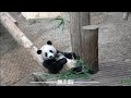 240819 후이바오의 평화로운 대나무 먹방