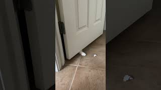 MJ the Cat playing paper-ball #pets #cat #cats