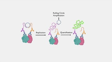 Proximity Ligation Assay Overview