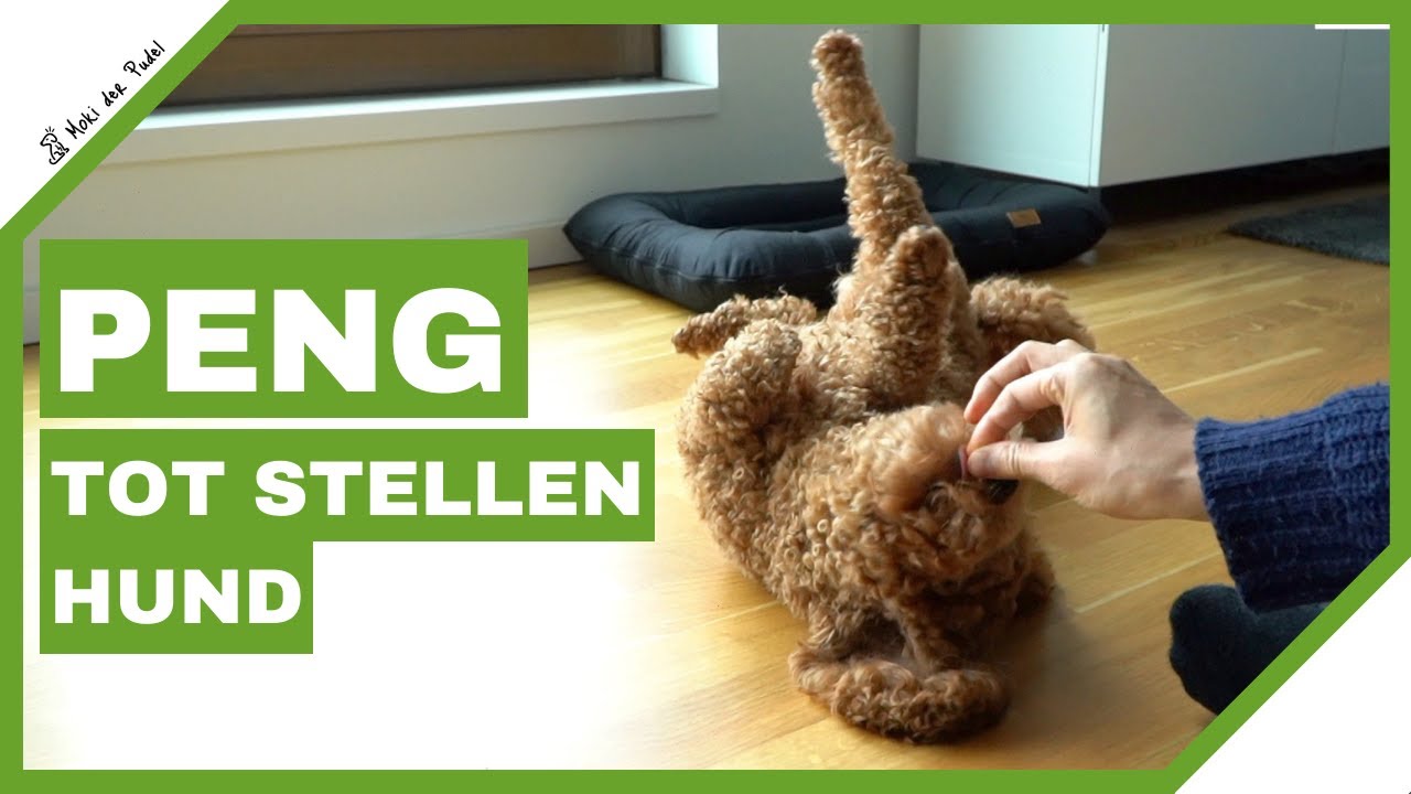 Hund tot stellen beibringen Hund lernt Peng Hundetricks Video mit