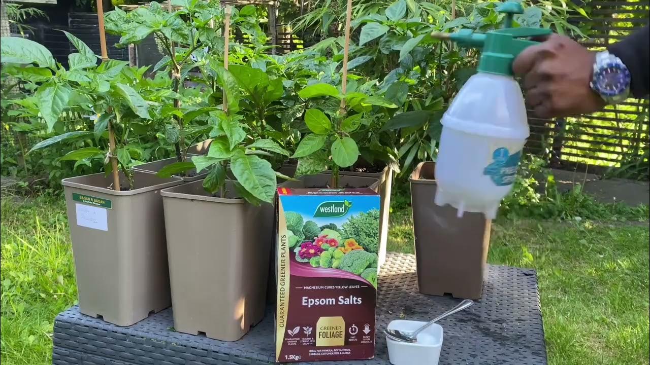 How to use Epsom salt on your pepper plants/ hottest peppers in the