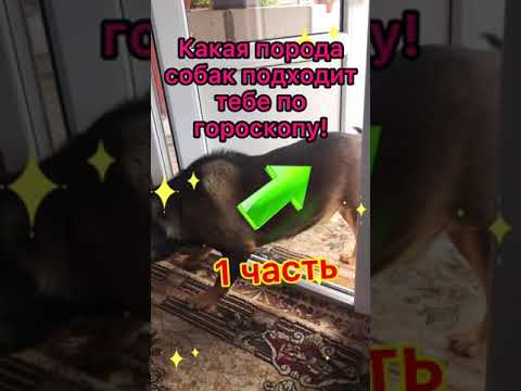 Какая порода собак подходит тебе по знаку зодиаку ? #shorts