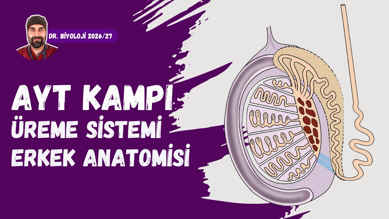 Üreme Sistemi Erkek Üreme Organları | Dr. Biyoloji | AYT Dönem 2026 - 2027
