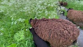Flock moves to fresh pasture & enjoy browsing cow parsley as they pass