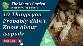 10 Things you probably didn't know about Isopods