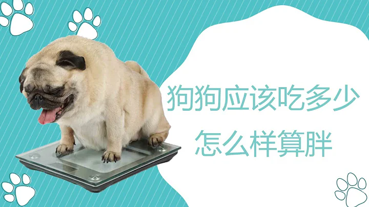 狗狗因該吃多少，如何辨別狗狗胖瘦 - 天天要聞