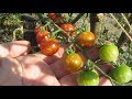 [Natalex] Виноградные помидоры от посадки до плода 2019...