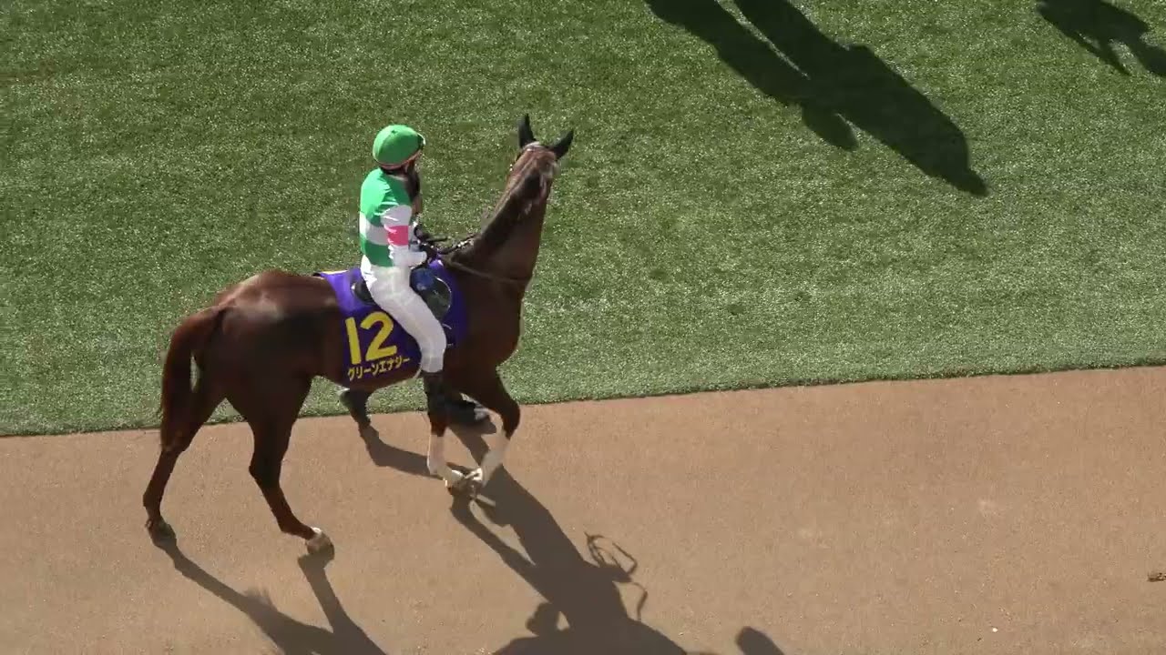 Satsuki Sho 2026] All horses in the paddock - on-site footage