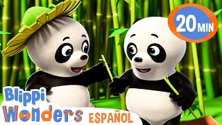 Conocer a los Pandas | Blippi Wonders | Caricaturas para niños | Videos educativos para niños