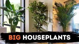 🌱15 Best LARGE HOUSEPLANTS to Grow | Low Maintenance Indoor Plants🪴