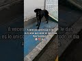Alimentando perritos callejeros 🐶💖 #perrosdelacalle #perro #dog #perros #dogs #mongrelnodayo #reel