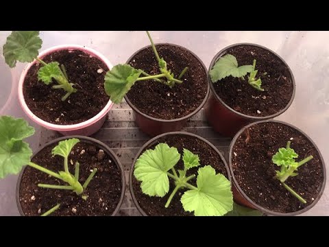 Где Купить Укорененные Черенки Пеларгонии Оптом