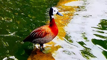 White-faced whistling duck, San Diego Zoo Safari.