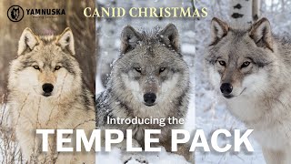 MEET THE TEMPLE PACK! Canid Christmas at Yamnuska Wolfdog Sanctuary by Yamnuska Wolfdog Sanctuary 324 views 1 year ago 2 minutes, 1 second