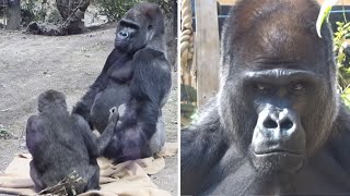 向かい合って寝転び、息子の寝顔を見ながら眠りに落ちる父ゴリラのモモタロウ⭐️Gorilla【京都市動物園】Momotaro sleeps facing his beloved son.