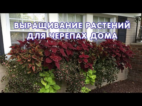 Видео: Рептилии и комнатные растения: выращивание растений для террариума с рептилиями