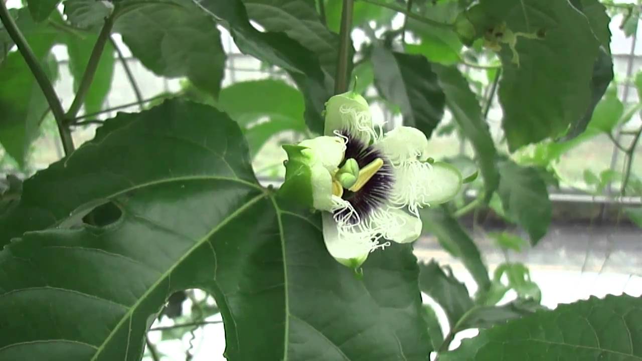 パッションフルーツの花が咲かない原因 魅惑のパッションフルーツ