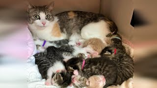 A stray cat Adopted 10 kittens after got rescued by TinyPaws 1,847 views 13 days ago 1 minute, 59 seconds