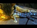 Cat vs Big Gecko #Good Ideas 2021