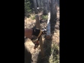 How to use a claw hammer to tighten barb wire fence.