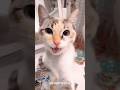 無限にループしちゃう　#shorts #dreamface #ねこ #cat