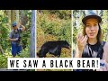 We saw a black bear on mount washington  visiting strathcona park  vancouver island road trip