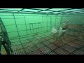 Amazing fish trap in sea# GoPro in bait trap