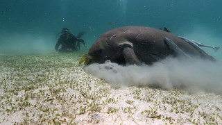 Dugong Diving near Coron, Philippines