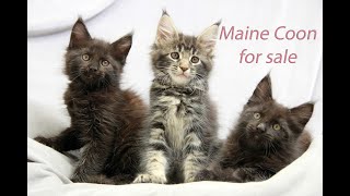 2 Black Boy  Maine Coon for Sale by Hug me! Our favorite cats. 212 views 2 years ago 1 minute, 33 seconds