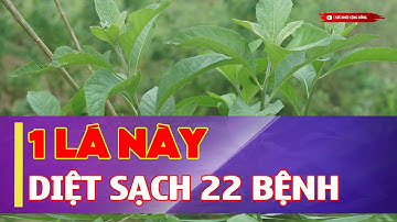 22 Tác Dụng Thần Kỳ Lá MẬT GẤU Hóa Ra Đây Là THẦN DƯỢC Phơi Khô Nấu Nước Đi