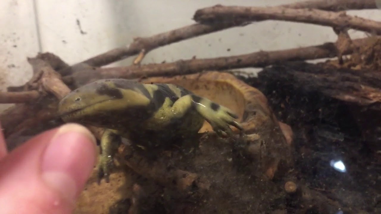 spring court paris Amphibian Room 2018