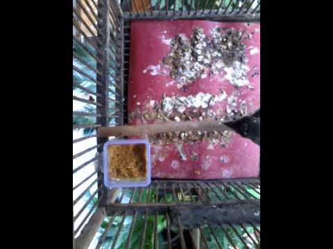 Suara Burung Sikatan Bubik Mp3 Download Stafaband