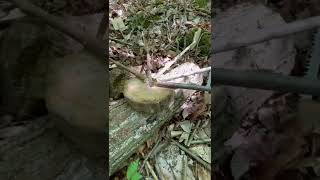 Su Değirmeni Ile Derede Balık Çevirme - Cooking Fish In A Stream With A Watermill