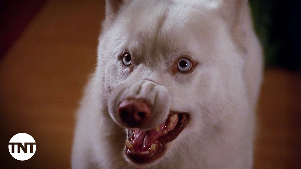 Prue Turns Into a Dog [CLIP] | Charmed | TNT