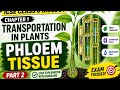Phloem Tissue | Transportation in Plants | Class 8 Biology | Part 2