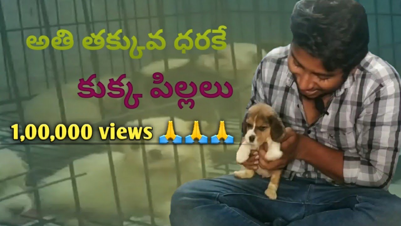 A to Z pet market at tirupati YouTube