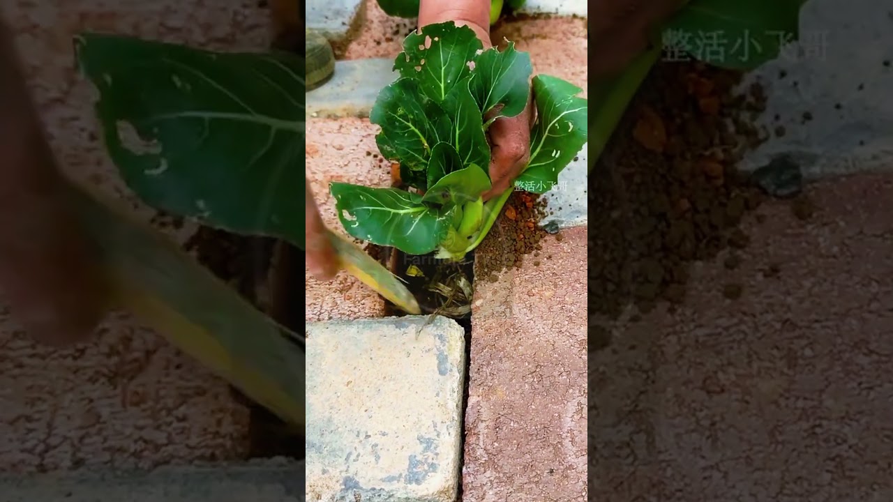 Urban Gardening Hacks! 🧱🌱 