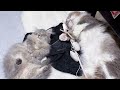 仲良く眠る怠惰な猫たちの様子が可愛すぎる