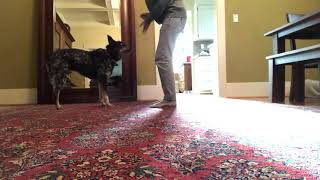 Aging dog-wk6-walk sideways by loresu1 5 views 7 months ago 27 seconds