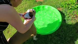 Lucy playing in water