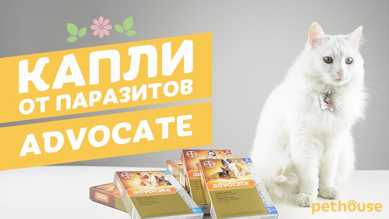 Bayer Advocate капли от паразитов для собак, кошек и хорьков