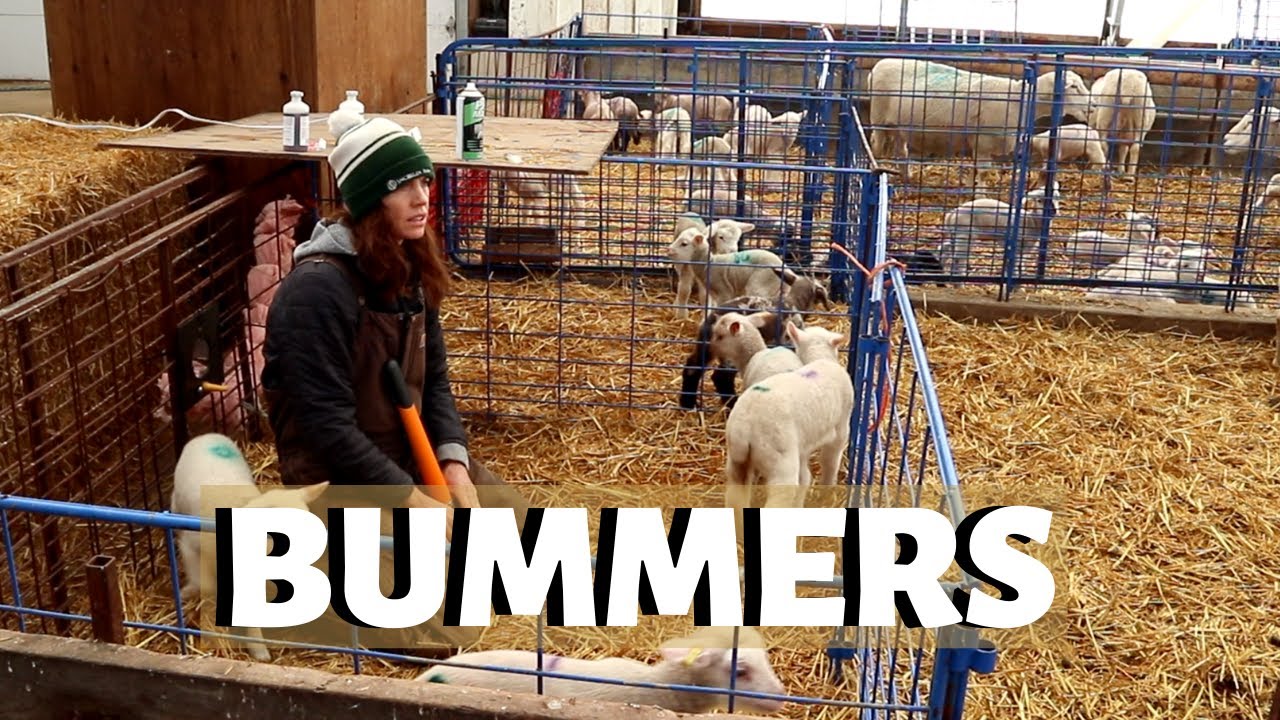 Caring For Bummer (BOTTLE) Lambs Vlog 202 YouTube