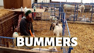 Caring For Bummer (BOTTLE) Lambs: Vlog 202