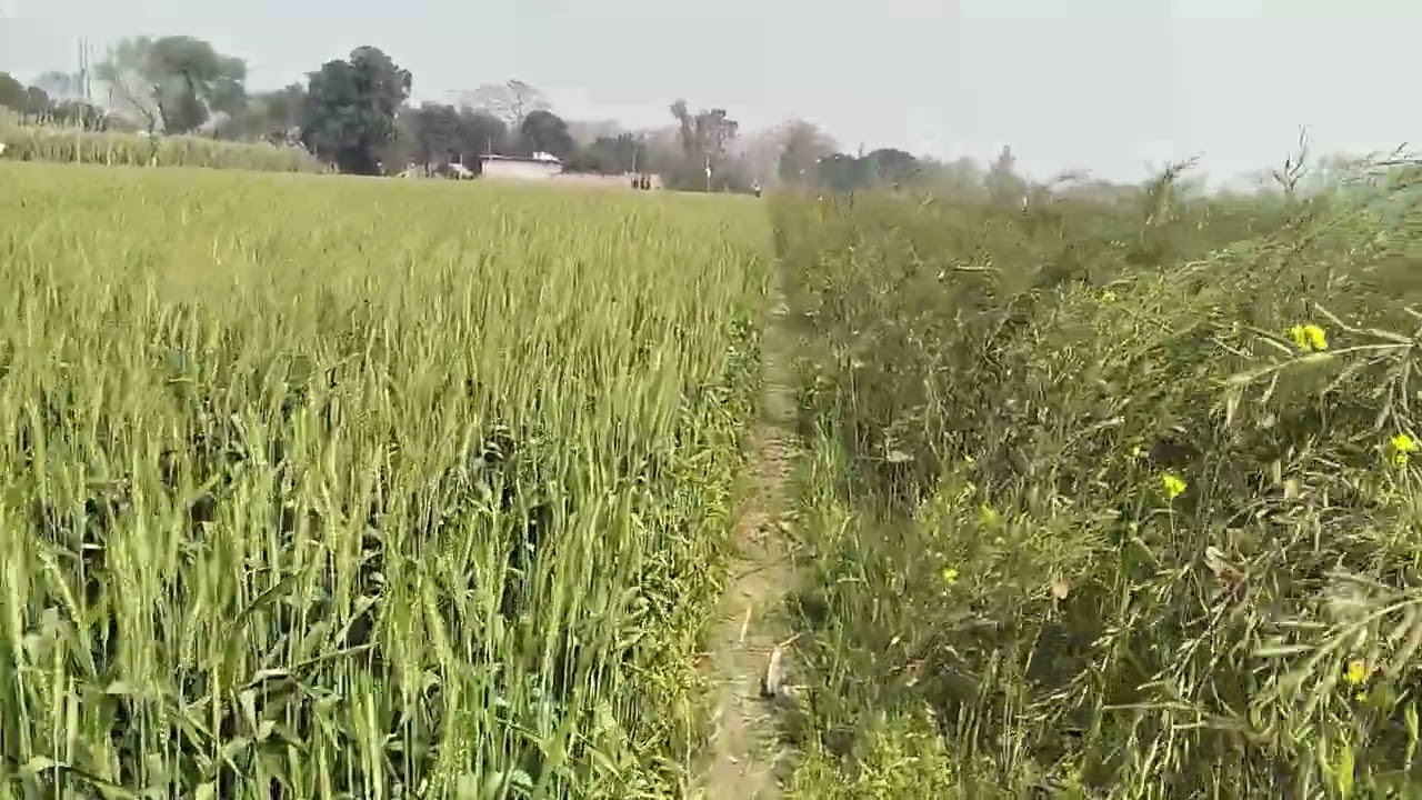 200 बीघा जमीन बिकाऊ है डिमांड 11. लाख रुपए 8एकड़ मांग है संपर्क 8090291079