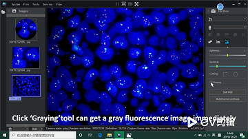 Crop and gray fluorescence microscope images
