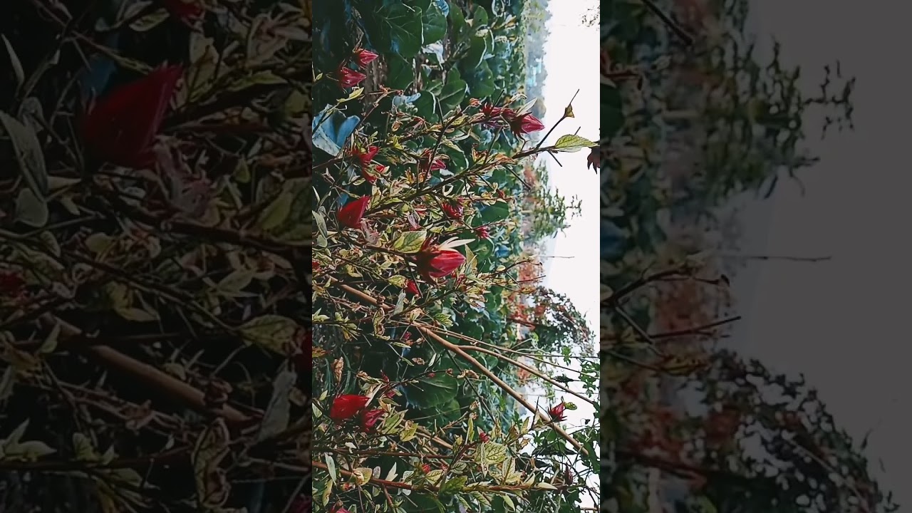 * Santana Odia Film, Comedian Actor Jairam Samal Nka ( Best Dialogue ) * Plz Like Share Subscribe.