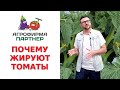 ПОЧЕМУ ЖИРУЮТ ТОМАТЫ